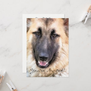 TYSKLAND SHEPHERD HUND INBJUDNINGAR