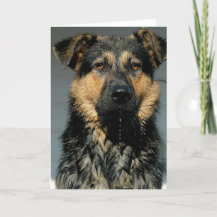 Tyskt hälsningskort för Shepherd Hund Kort