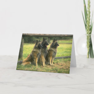 Tyskt hälsningskort för Shepherd Hundar Kort