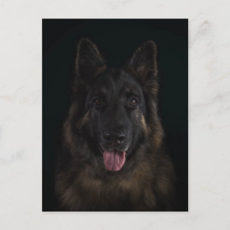 Tyskt herdehundporträtt vykort