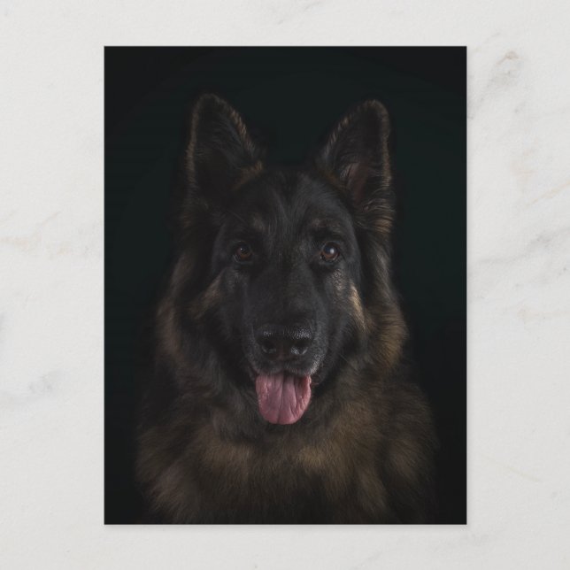 Tyskt herdehundporträtt vykort (Framsida)