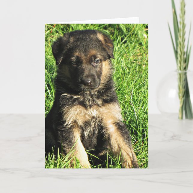 Tyskt jepherd puppy Greeting-kort Kort (Framsida)
