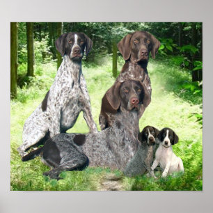 Tyskt Shorthaired pekarefamiljtryck Poster