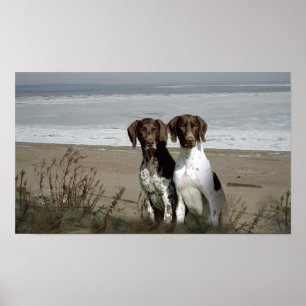 Tyskt Shorthaired pekaretryck Poster