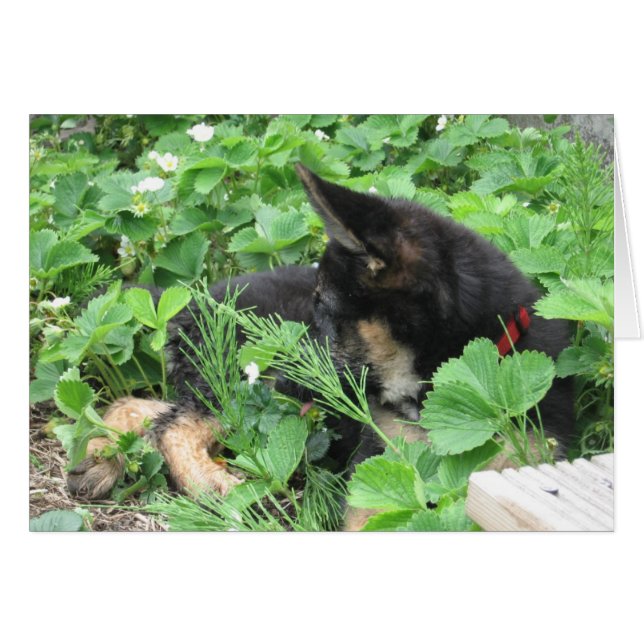 Tyskt skvallerkort hälsningskort (Framsidan Horizontal)