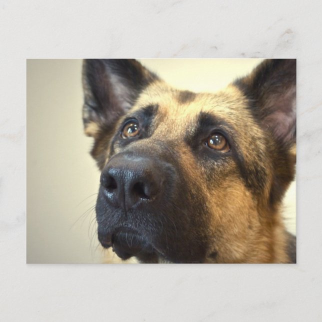 Tyskt vykort för Shepherd Bild (Framsida)