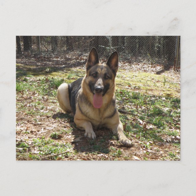 Tyskt vykort för Shepherd Hund (Framsida)