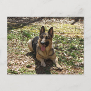 Tyskt vykort för Shepherd Hund