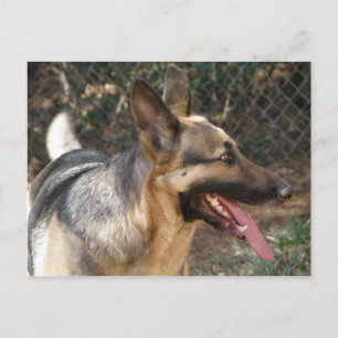 Tyskt vykort för Shepherd Hund