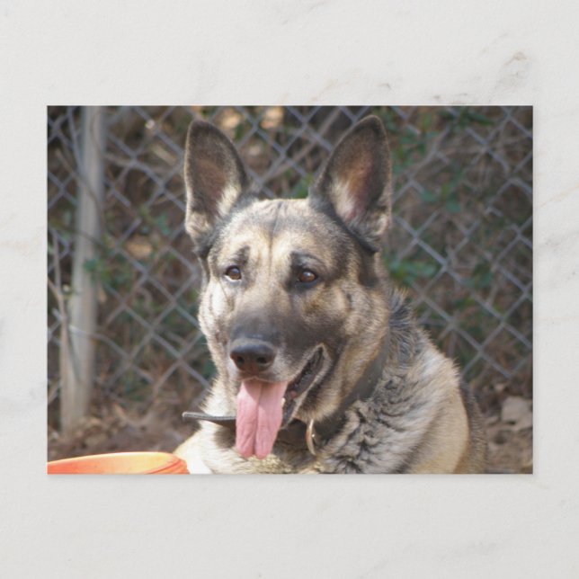 Tyskt vykort för Shepherd Hund (Framsida)