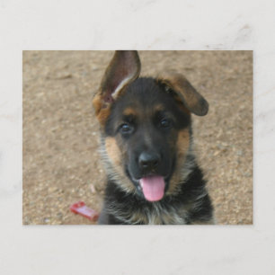 Tyskt vykort för shepherd Puppy