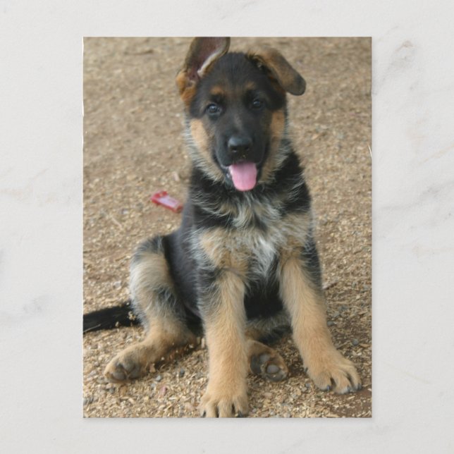 Tyskt vykort för shepherd Puppy (Framsida)
