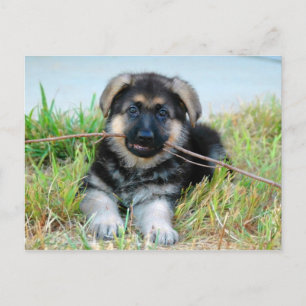 Tyskt vykort för shepherd Puppy