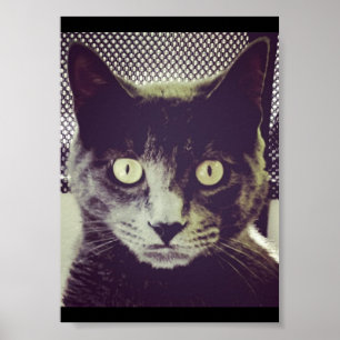 Tyst Kattunge Poster