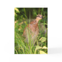 Tyst Quail Peeks ut från penseln