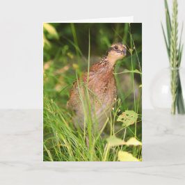 Tyst Quail Peeks ut från penseln Kort