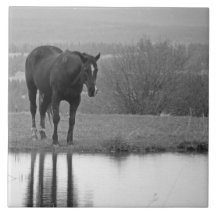Tyst reflektionz ~ Horse Photo Tile