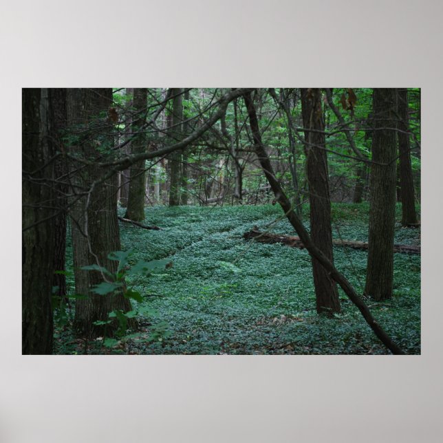 Tyst skog poster (Framsidan)