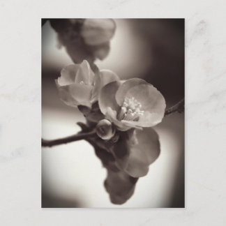 Tyst skönhet vykort