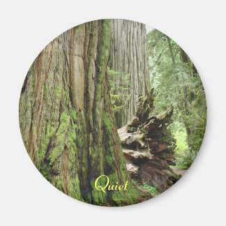 Tyst stor Kalifornisk Redwood-träd skog magneter