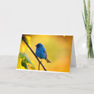 Tyst underverk blankt hälsningskort Indigo Bunting Kort