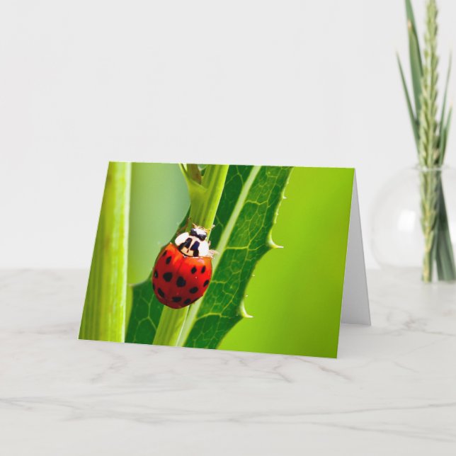 Tyst undrar det tomma hälsningskortet Ladybug Kort (Framsida)