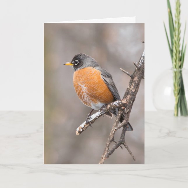 Tyst undrar om det tomma hälsningskortet Robin Kort (Framsida)