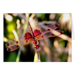 Tyst undrar över tomt hälsningskort Dragonfly