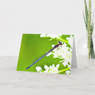 Tyst undrar över tomt hälsningskort Dragonfly Kort
