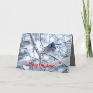 Tyst Wonders jul Card Blue Jay Tack Kort
