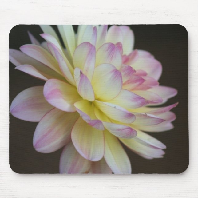 Tystnad Musmatta (Framsidan)