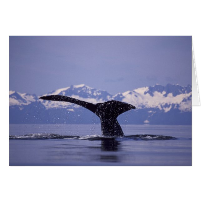 U.S.A., Alaska, Inside Passage Humpback Whale Hälsningskort (Framsidan Horizontal)
