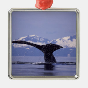U.S.A., Alaska, Inside Passage Humpback Whale Julgransprydnad Metall