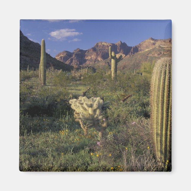 U.S.A., Arizona, Organ Pipe National Monument. Magnet (Framsidan)