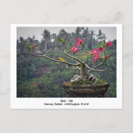 Ubud, Bali Indonesia Helgdag Travel Postcard Helg Vykort