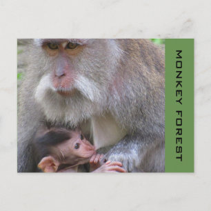 ubud macaque vykort