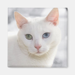 udda vita katt nära ansikte magnet
