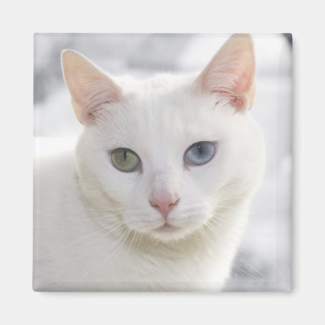 udda vita katt nära ansikte magnet (Framsidan)