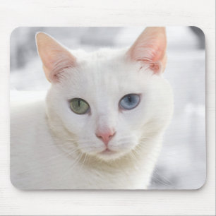 udda vita katt nära ansikte musmatta