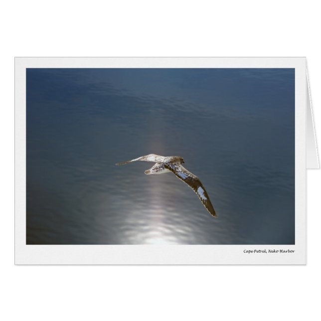 UddPetrel, Neko hamn Hälsningskort (Framsidan Horizontal)