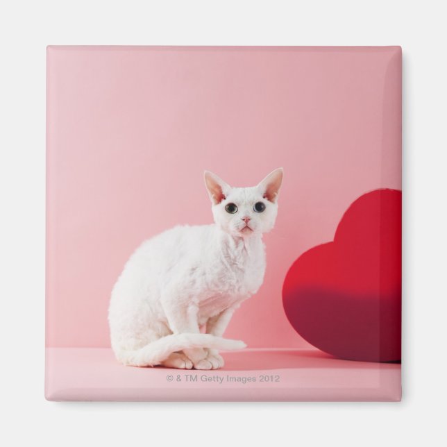 uddrad katt magnet (Framsidan)