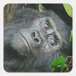 Uganda Gorilla Safari om Visning Stickers Fyrkantigt Klistermärke