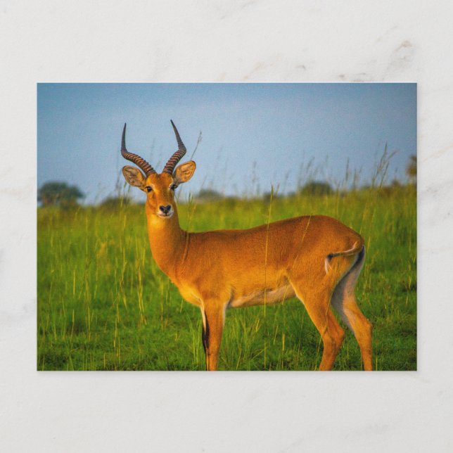 Uganda Murchison Falls Antelope Postcard Vykort (Framsida)