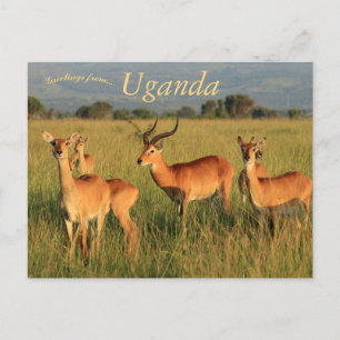 Ugandan Kob Queen Elizabeth NationPark Uganda Vykort