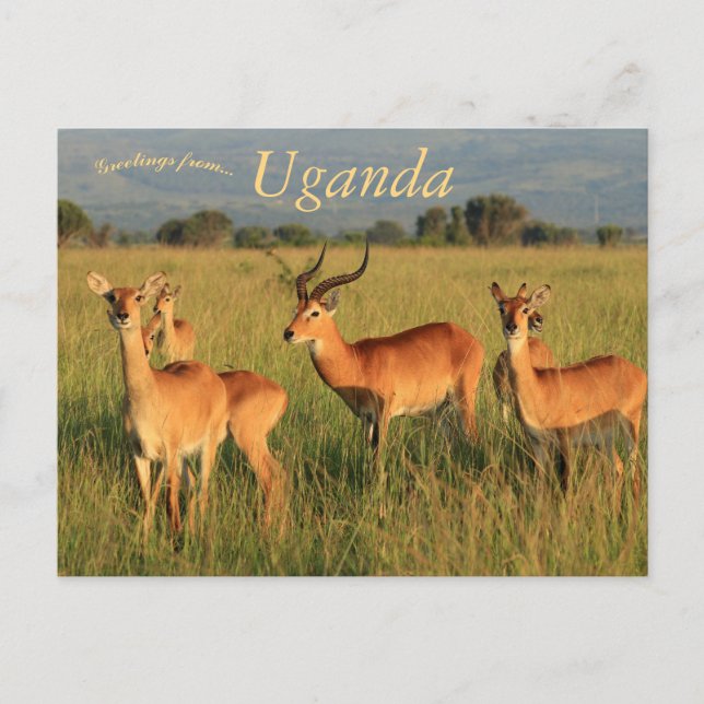 Ugandan Kob Queen Elizabeth NationPark Uganda Vykort (Framsida)