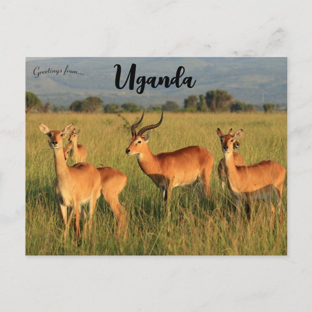 Ugandan Kob Queen Elizabeth NationPark Uganda Vykort (Framsida)