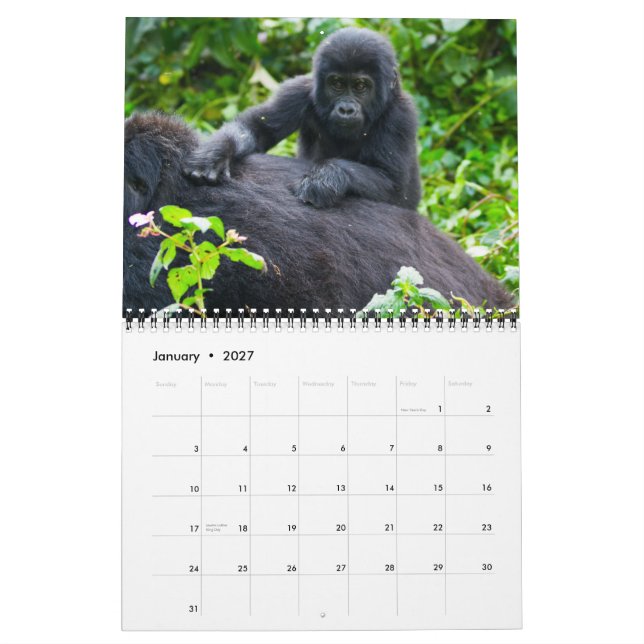 Ugandas bergsGorillas Kalender (Jan 2027)
