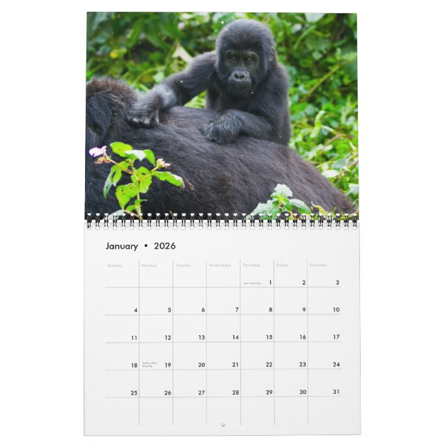 Ugandas bergsGorillas Kalender (Jan 2026)