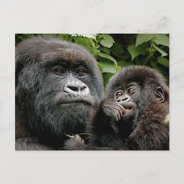 Ugandisk mor- & babygorilla vykort (Framsida)