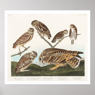 Uggla av Audubon Poster